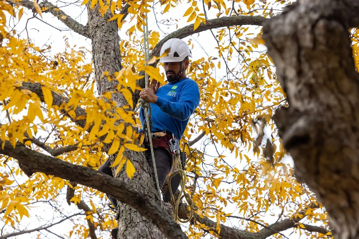 Skilled Tree Transplanting crew working in Gregory